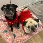 Two pugs in sweaters